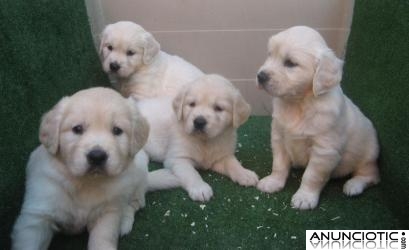 Goldens Retrievers excelente morfologia. De color dorado