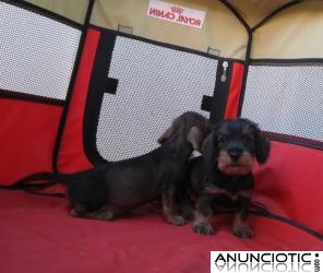 Teckels auntenticos cachorros salchichas De pelo corto y duro