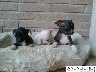 Chihuahuas cachorritos minis