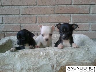 Chihuahuas cachorritos minis