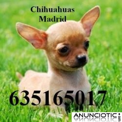 Chihuahuas Madrid, cachorros de chihuahua en Madrid