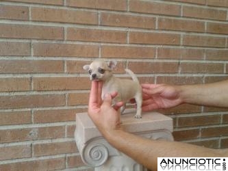 Chihuahuas Madrid, cachorros de chihuahua en Madrid
