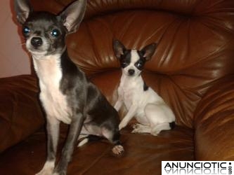 Cachorritas de chihuahua tamaño toy