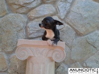 Cachorritas de chihuahua tamaño toy