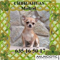 Cachorritas de chihuahua tamaño toy