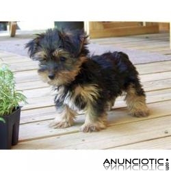 Macho Yorkshire Terrier Cachorro