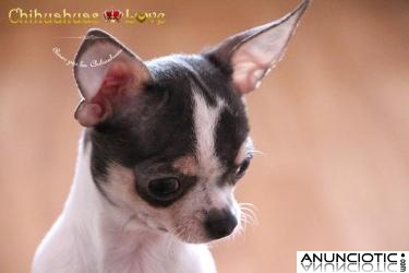 Buscas un cachorro chihuahua?