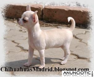 Chihuahuas cachorros Madrid
