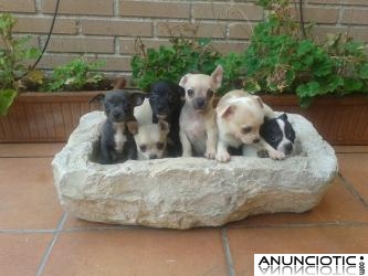 Chihuahuas cachorros Madrid