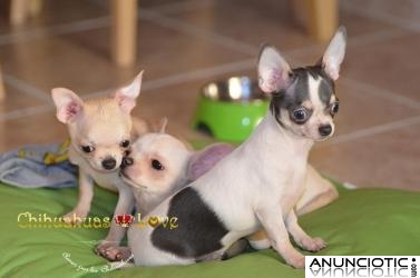 Comprar chihuahuas