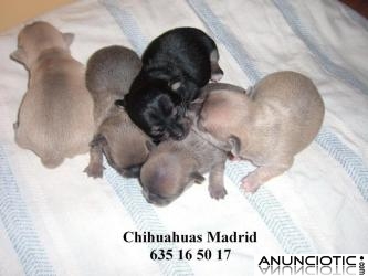 Chihuahuas Madrid