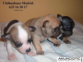 Chihuahuas cachorros Madrid