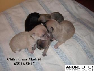 Chihuahuas cachorros Madrid