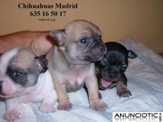 Chihuahuas cachorros Madrid