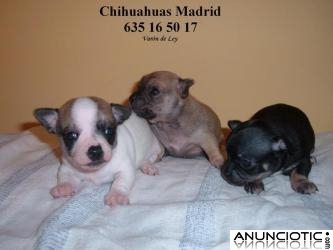 Chihuahuas cachorros Madrid