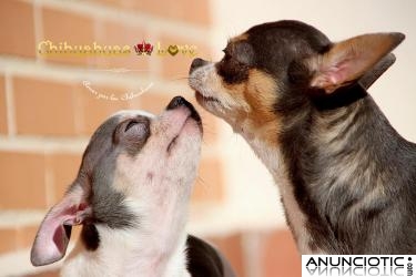 Chihuahuas Love, Amor por los Chihuahuas