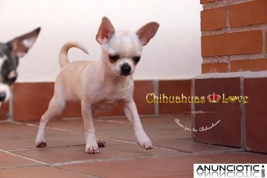 Venta Chihuahuas, macho y hembra