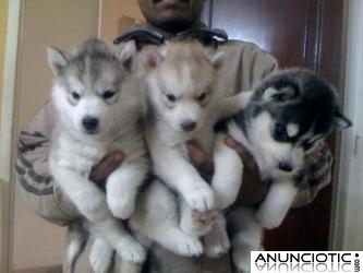 Cachorros puros de husky siberiano, siberian husky cachorros