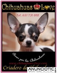 Chihuahuas en Venta