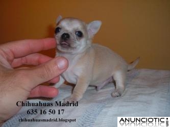 Chihuahuas cachorros Madrid