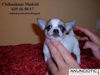 Chihuahuas cachorros Madrid