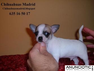 Chihuahuas cachorros Madrid