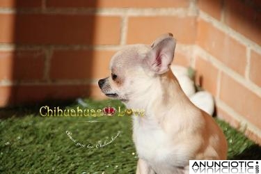 Llevate a casa este machito chihuahua