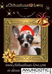 Chihuahuas-Love os desea Feliz Navidad