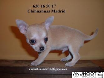 Chihuahuas cachorros Madrid