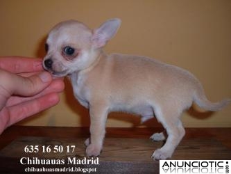 Chihuahuas cachorros Madrid