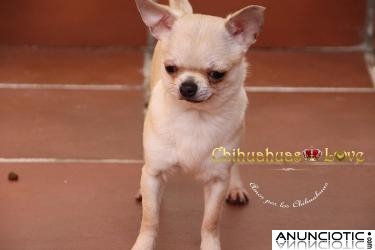 Precioso machito chihuahua de 7 meses