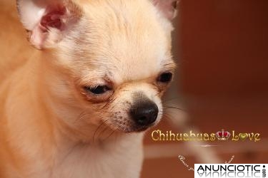 Cachorro Chihuahua