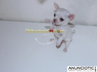 Cachorro Chihuahua Blanco