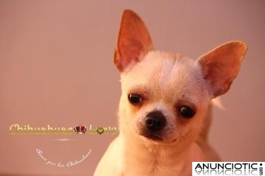 Hembra Chihuahua de 7 meses