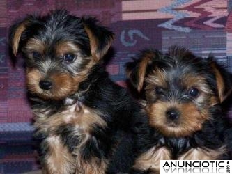 YORKYS TERRIER MINIS Envio Incluido a su Domicilio 