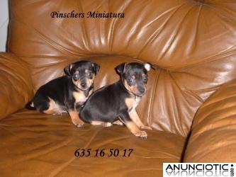 Cachorritas de pinscher miniatura hembritas