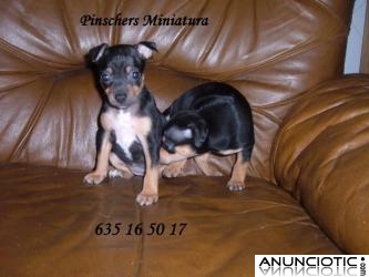 Cachorritas de pinscher miniatura hembritas