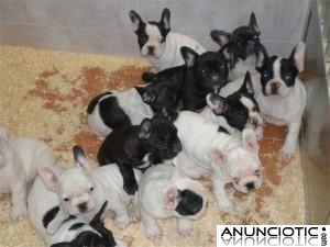 Cachorros Bulldog Frances en Adopcion
