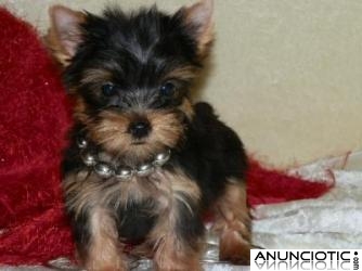 Regalo Yorkshire Terrier (Yorkie) cachorros para la adopción