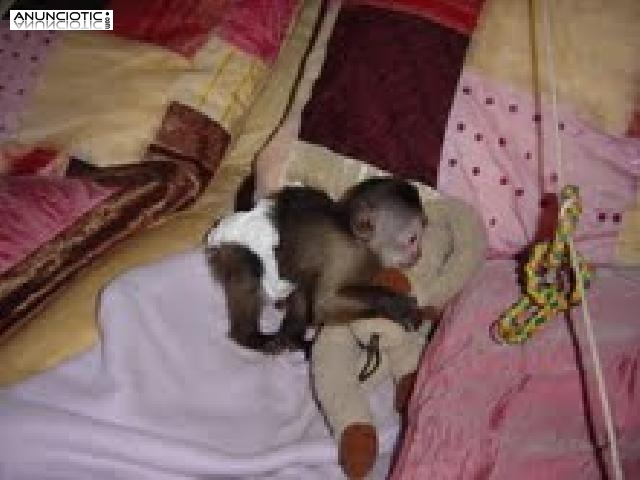 Monos de bebé macho y hembra lindos para la venta