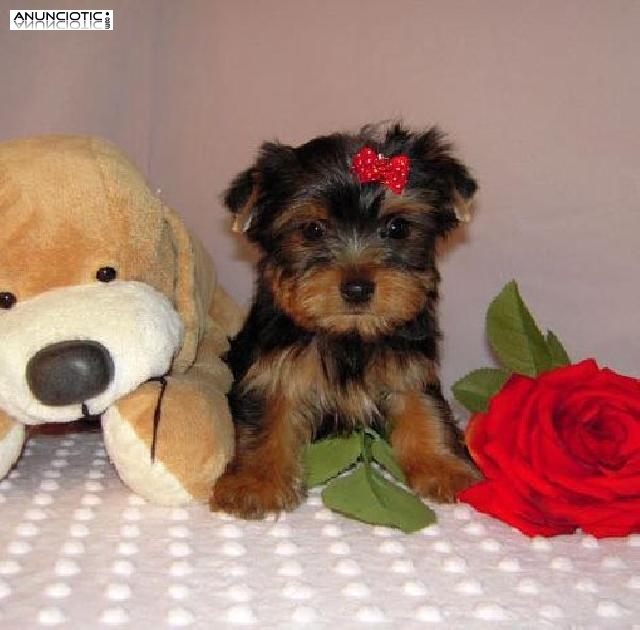 Regalo dos cachorros de yorkshire terrier