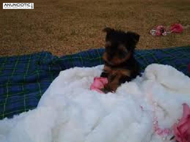 Regalo Yorkshire Terrier Tienda