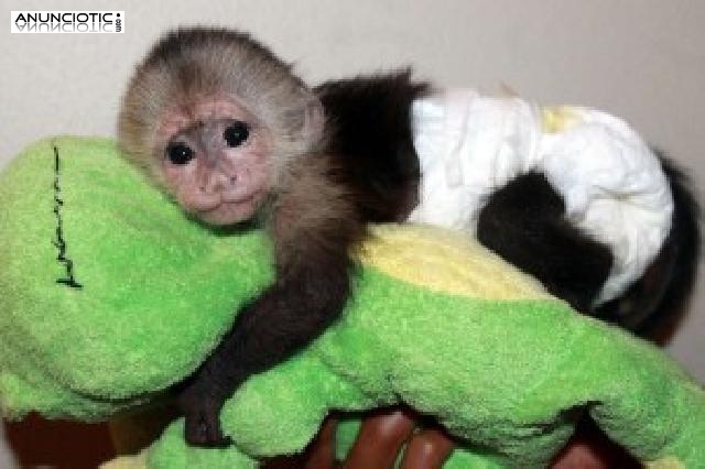mono capuchino hembra para la adopción