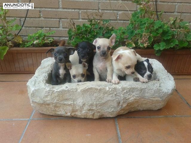 Chihuahuas cachorros minis