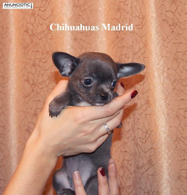 Chihuahuas cachorros minis