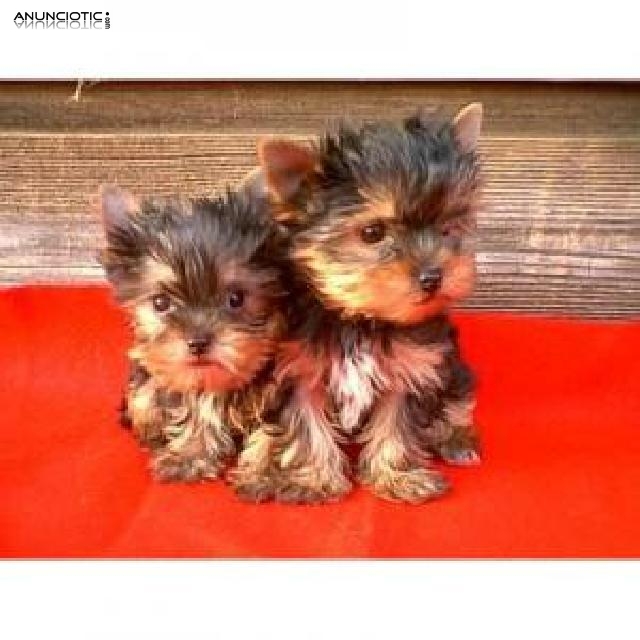 Regalo cachorros Yorkshire terrier mini