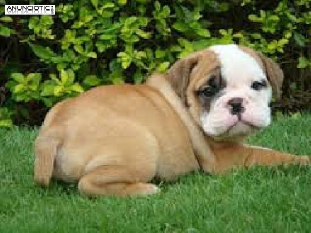 Regalo Bulldog Inglés cachorros