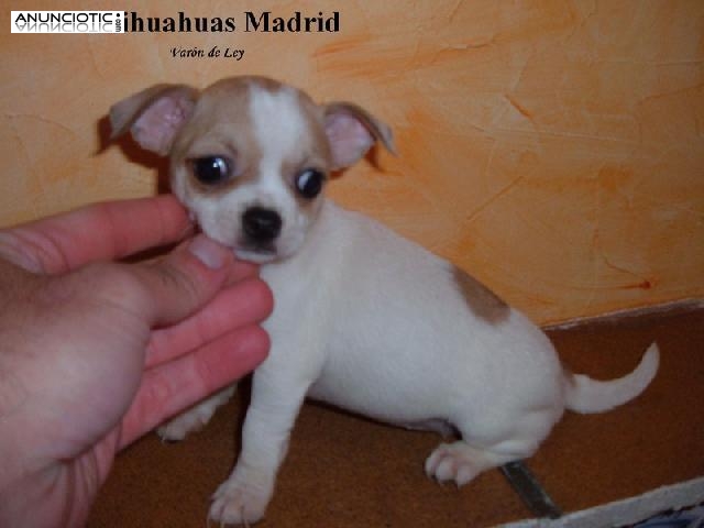 Chihuahuas cachorros minis