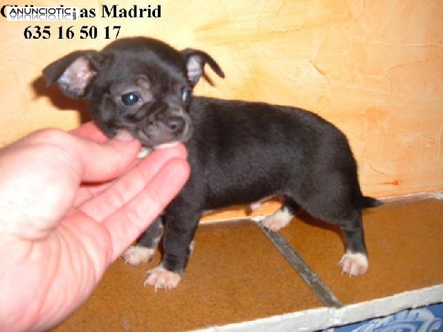 Chihuahuas cachorros minis