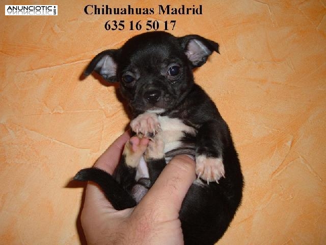 Chihuahuas cachorros minis